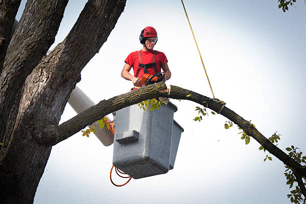 The Steps Involved in Our Tree Care Process in Frederick, OK